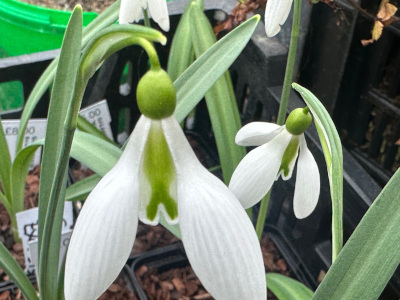 Galanthus 'Excelsis'